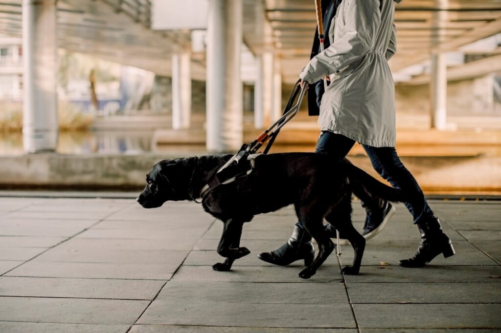 Ledarhund och ledarhundsförare.